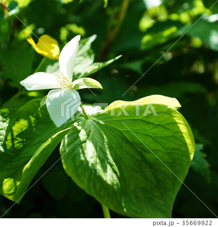 春の野の花・「清き国ぞと憧れ」て北の春に咲くオオバナノエンレイソウ・正方形 春の野の花・「清き国ぞと憧れ」て北の春に咲くオオバナノエンレイソウ・正方形 35669922