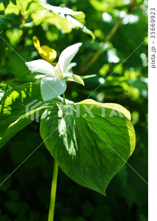 春の野の花・「清き国ぞと憧れ」て北の春に咲くオオバナノエンレイソウ・縦位置 35669923