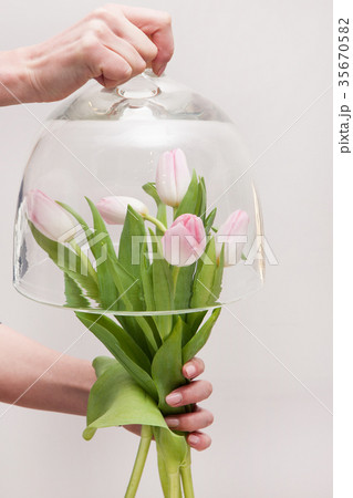 Bunch of tender pink tulips under glass pot 35670582