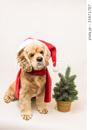 American cocker spaniel with Santa's cap American cocker spaniel with Santa's cap 35671767