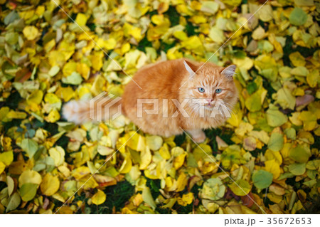 Cute ginger cat sitting on fall leaves carpet. 35672653