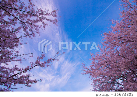 桜と空 桜と空 35673805