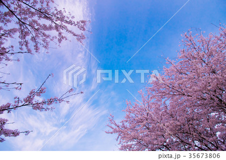 桜と空 35673806