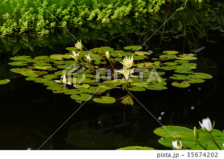 睡蓮 35674202
