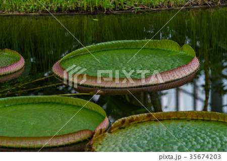 オオオニバス 35674203