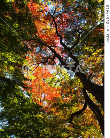 雀宮公園 35674418