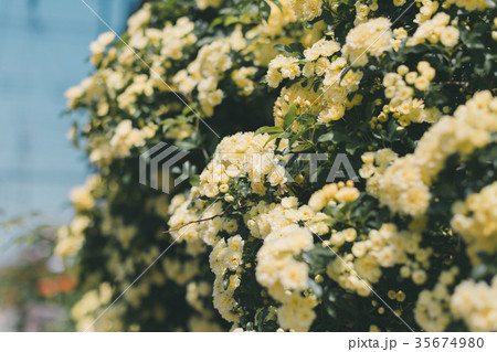Rosa banksiae Rosa banksiae 35674980