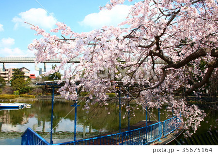 千葉公園の桜 35675164