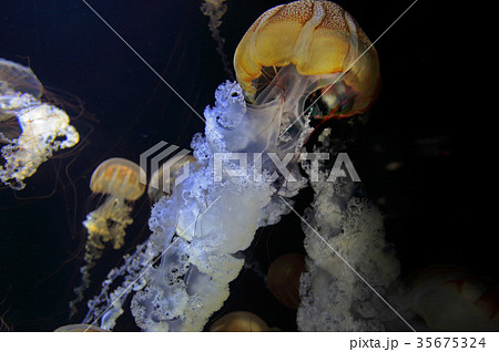 クラゲドリーム館　クラゲ　プロカミアジェリー（仮称） 35675324