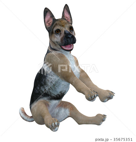 犬 犬 35675351