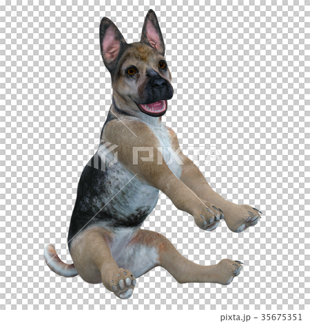 犬 犬 35675351