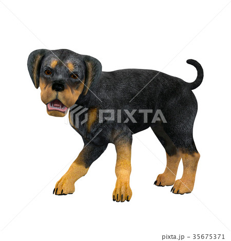 犬 犬 35675371