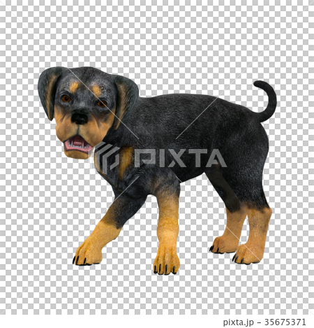 犬 犬 35675371