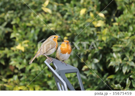 キューガーデンの鳥 35675459