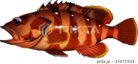 アカハタ(魚)　ベクター 35675938
