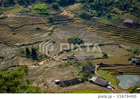 rice terrace in sapa northern of vietnam 35676400