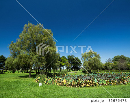 さきたま古墳公園 35676478