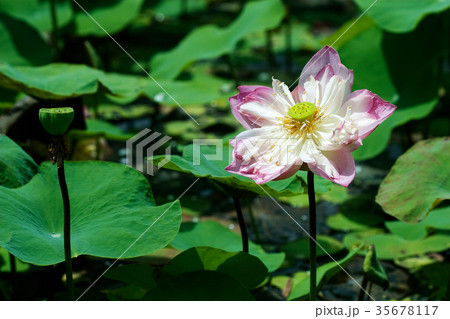 Water Lily Water Lily 35678117
