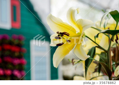 Yellow Lily Flowers in the Garden 35678862