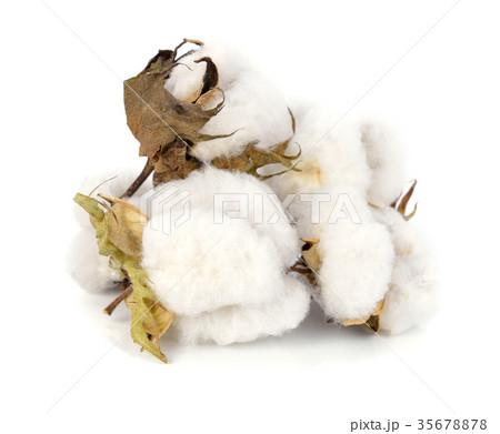 Cotton plant flower isolated on white background 35678878