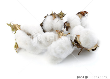 Cotton plant flower isolated on white background 35678879