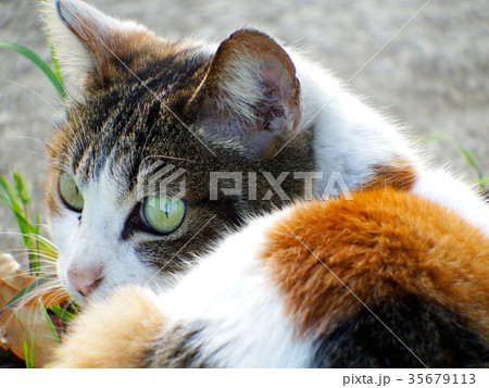 猫のひなたぼっこ 猫のひなたぼっこ 35679113