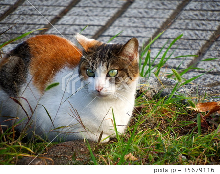 猫のひなたぼっこ 猫のひなたぼっこ 35679116