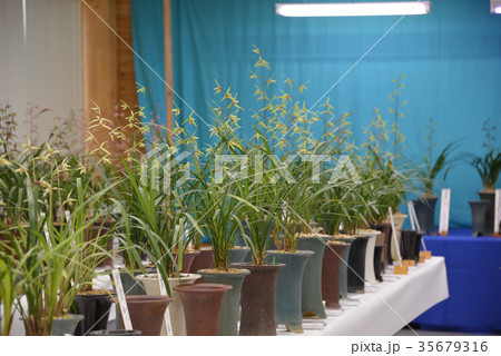 土佐寒蘭の展示会 35679316