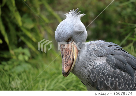 ハシビロコウ　集中 35679574