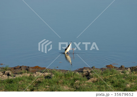 Wildlife sanctuaries of southern Thailand. 35679652