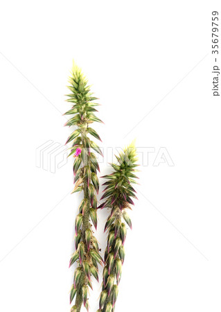 Achyranthes aspera plant 35679759