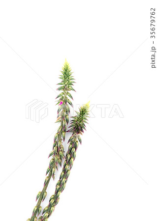 Achyranthes aspera plant 35679762