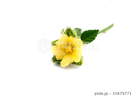 Sida cordifolia plant. Sida cordifolia plant. 35679771