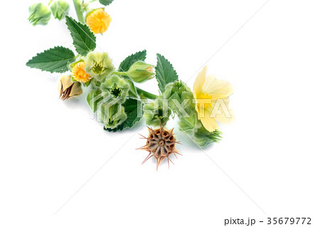 Sida cordifolia plant. Sida cordifolia plant. 35679772