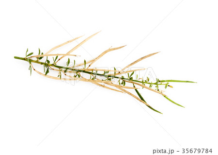 Seeds of Asian Spider plant. Seeds of Asian Spider plant. 35679784
