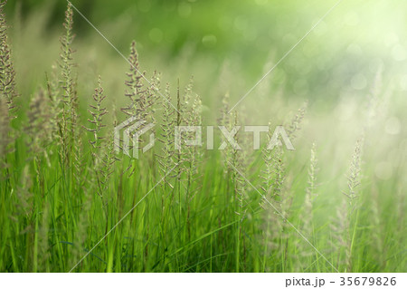 Flower grass with sunlight. 35679826