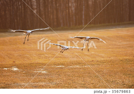 タンチョウ一家の着地（北海道・鶴居） 35679863