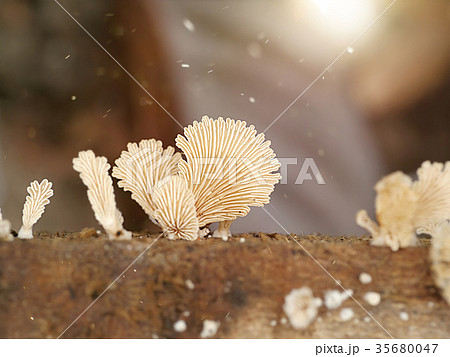 Schizophyllum commune mushrooms 35680047