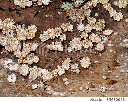 Schizophyllum commune mushrooms 35680048