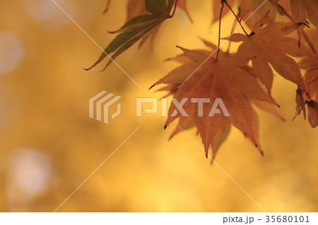 オレンジ色に紅葉している葉のアップ 紅葉狩りイメージ オレンジ色に紅葉している葉のアップ 紅葉狩りイメージ 35680101