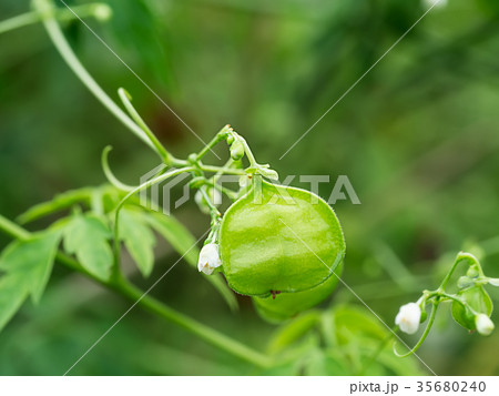 Green Balloon vine. 35680240
