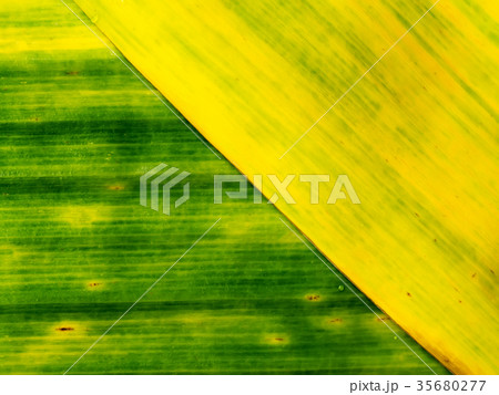 Abstract background of old banana leaf Abstract background of old banana leaf 35680277
