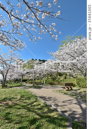 茂原公園の桜並木 茂原公園の桜並木 35681005