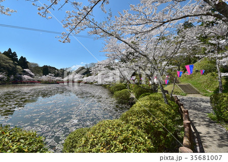 茂原公園の桜並木 茂原公園の桜並木 35681007