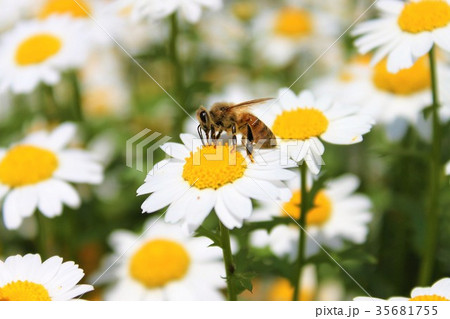 蜜蜂とコスモス 蜜蜂とコスモス 35681755