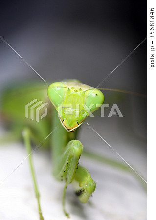 ハラビロカマキリの顔 35681846