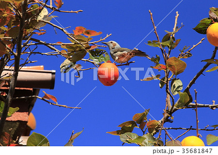 柿とヒヨドリ 35681847