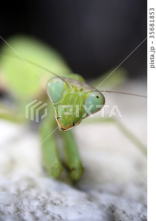 ハラビロカマキリの顔 35681853