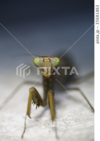 ハラビロカマキリの顔 35681863