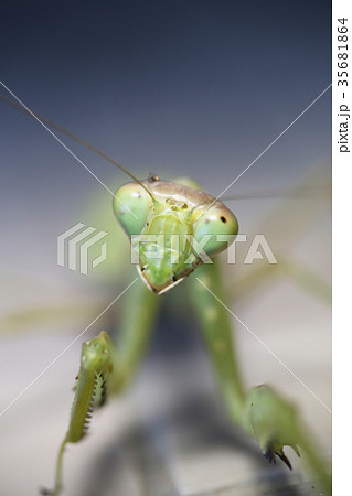 ハラビロカマキリの顔 ハラビロカマキリの顔 35681864